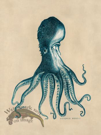 Octopus Teal 16